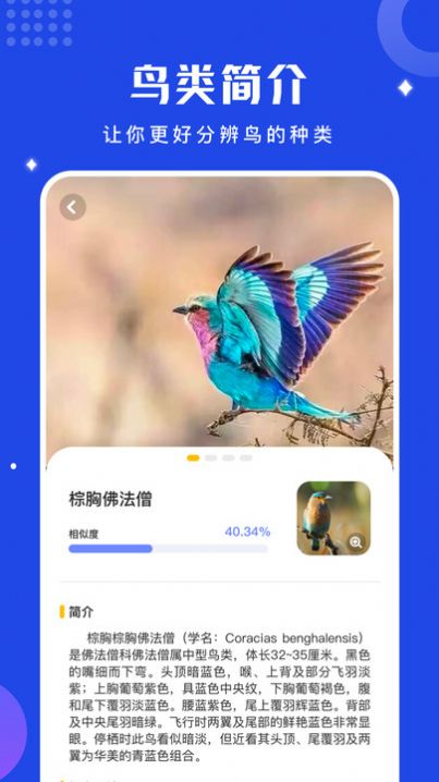 鸟语语言翻译器app官方版3